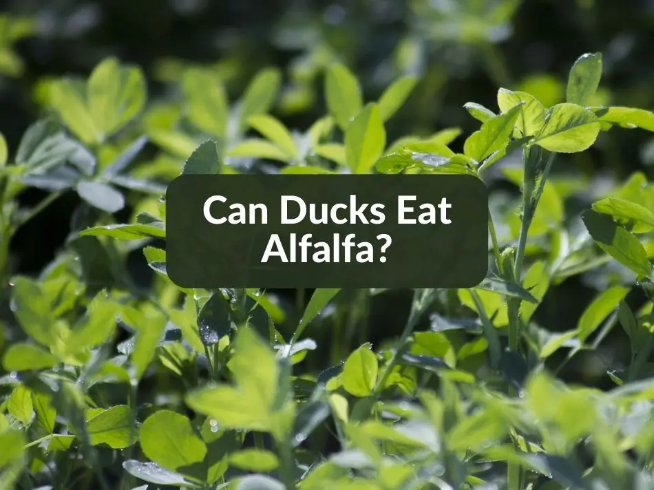 Can Ducks Eat Alfalfa?