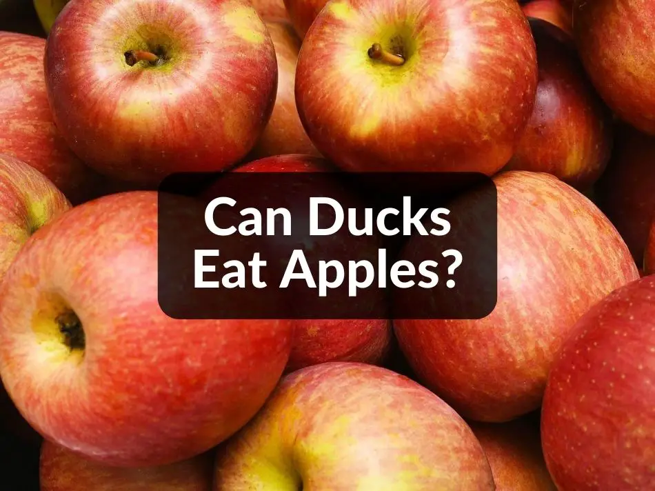 Can Ducks Eat Apples?