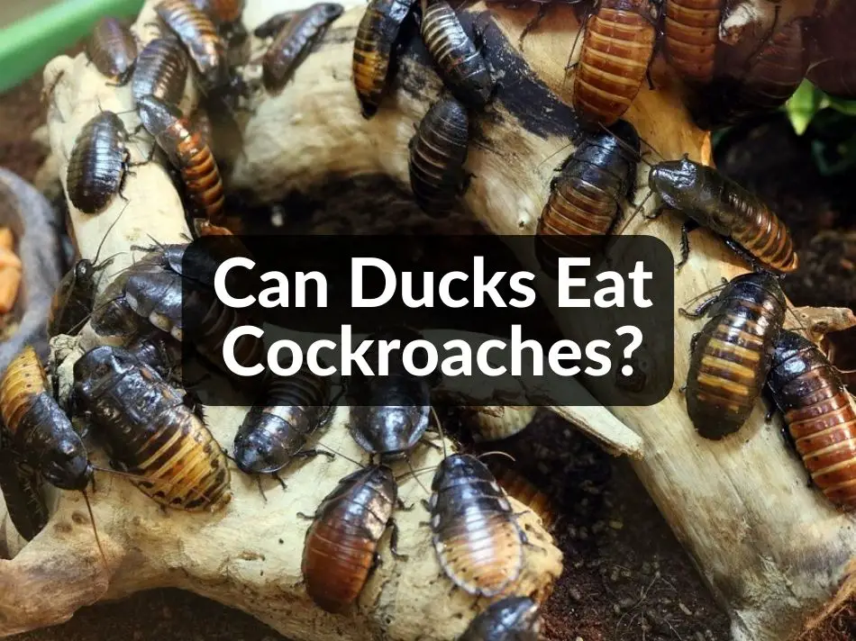 Can Ducks Eat Cockroaches?