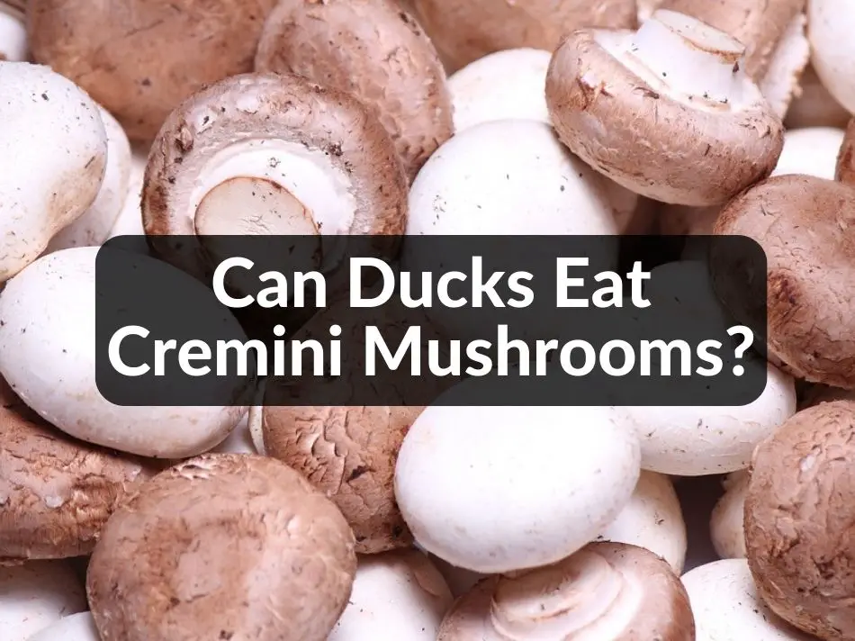 Can Ducks Eat Cremini Mushrooms?