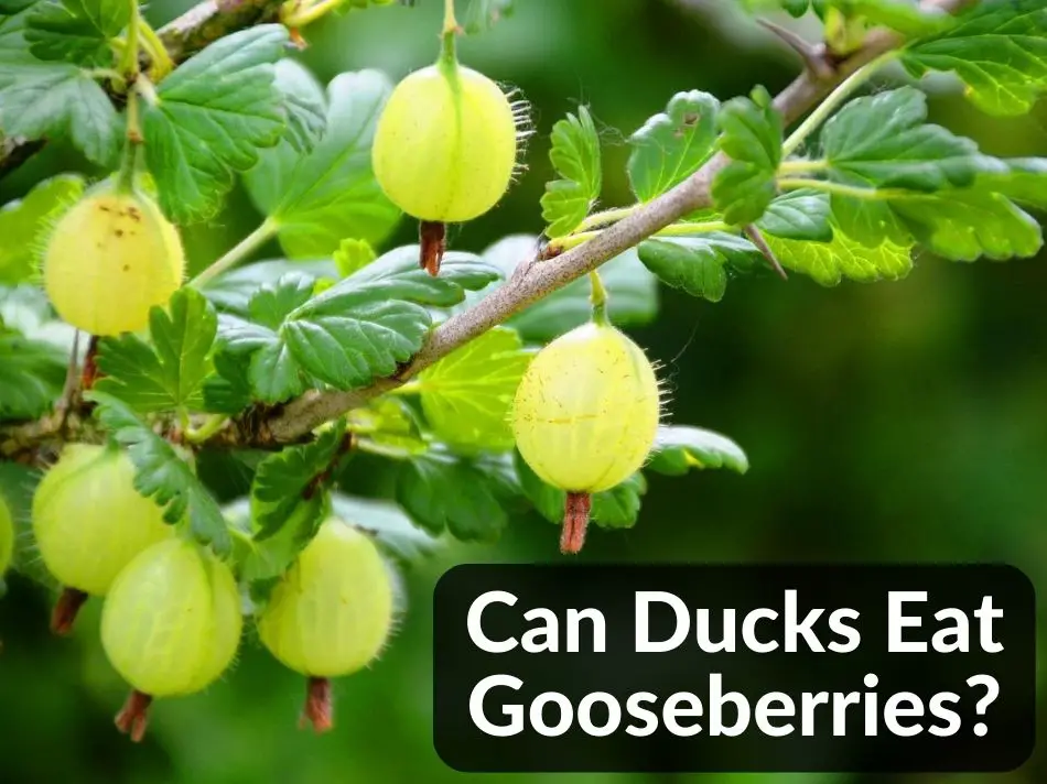 Can Ducks Eat Gooseberries?