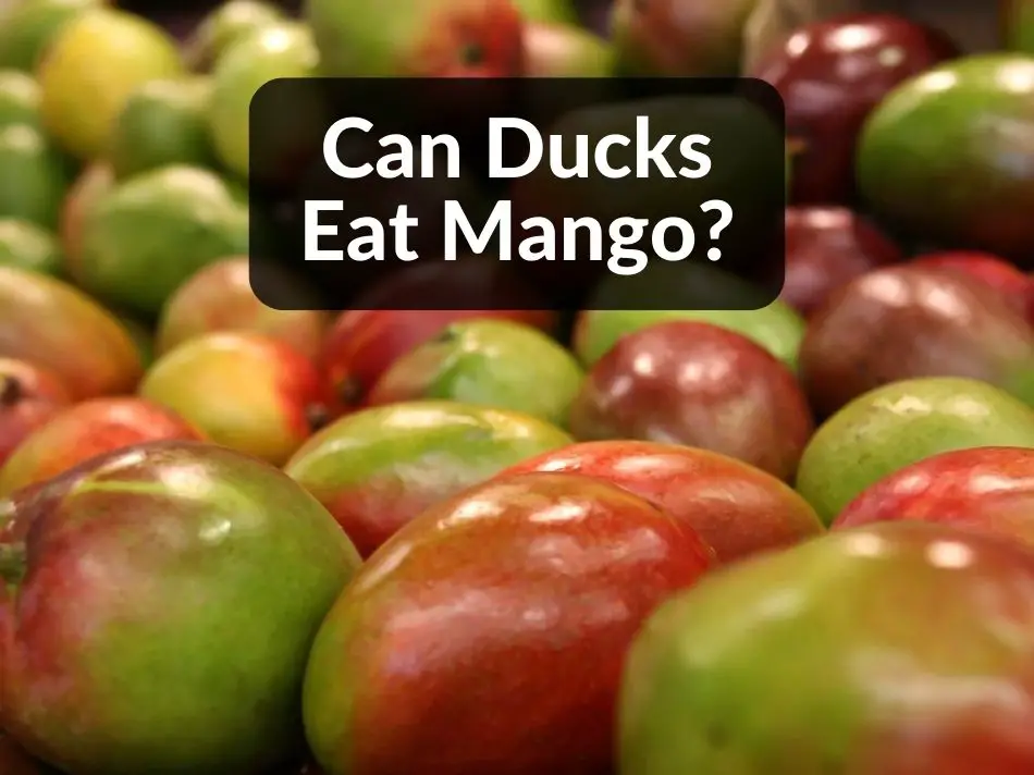 Can Ducks Eat Mango?