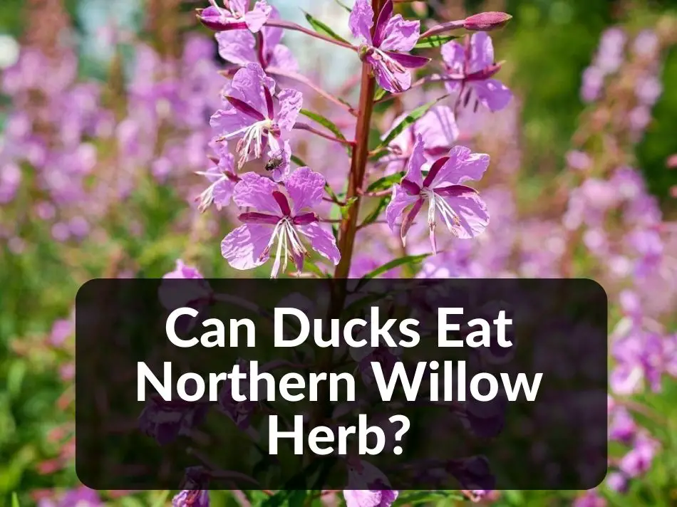 Can Ducks Eat Northern Willow Herb?