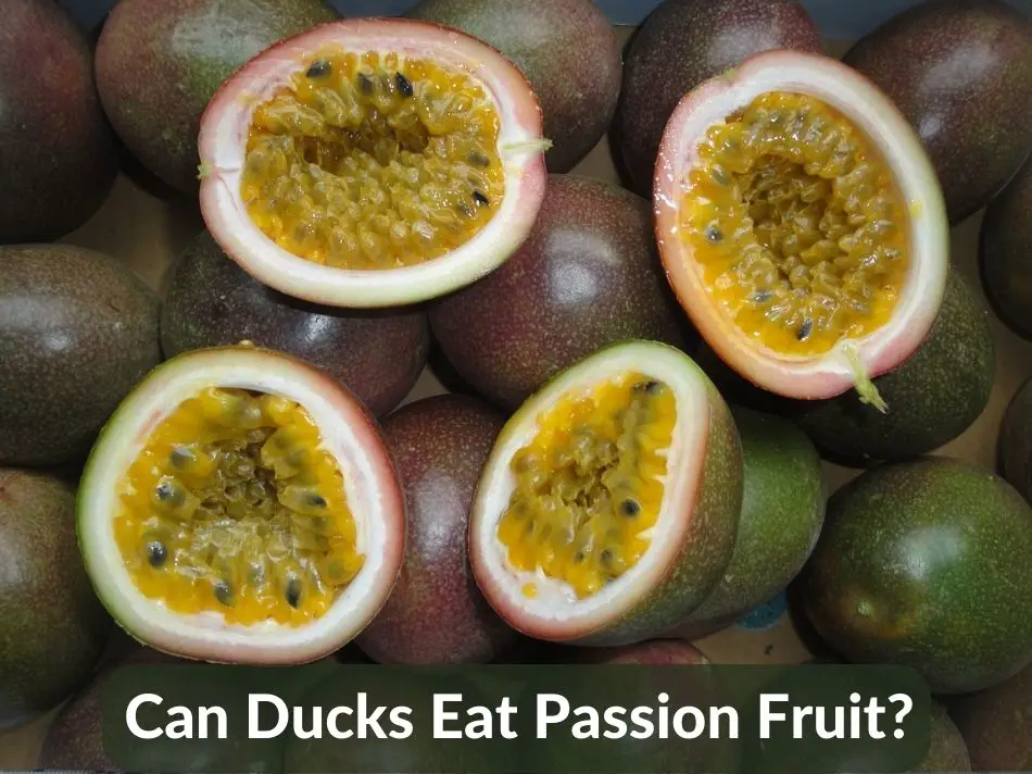 Can Ducks Eat Passion Fruit?