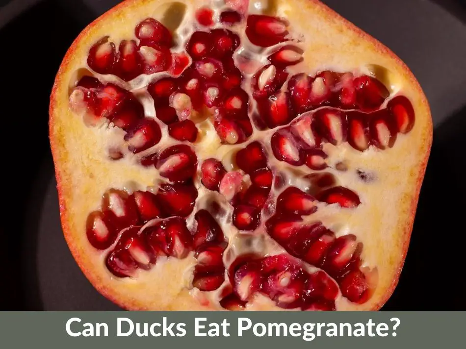 Can Ducks Eat Pomegranate?