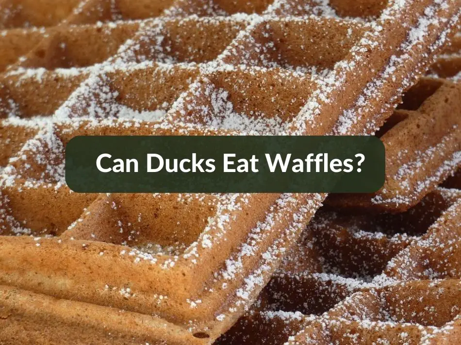 Can Ducks Eat Waffles?