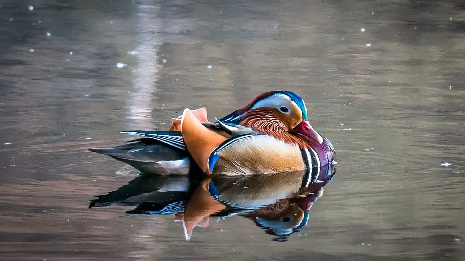 Duck floating in water.
