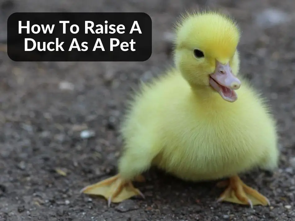 How To Raise A Duck As A Pet