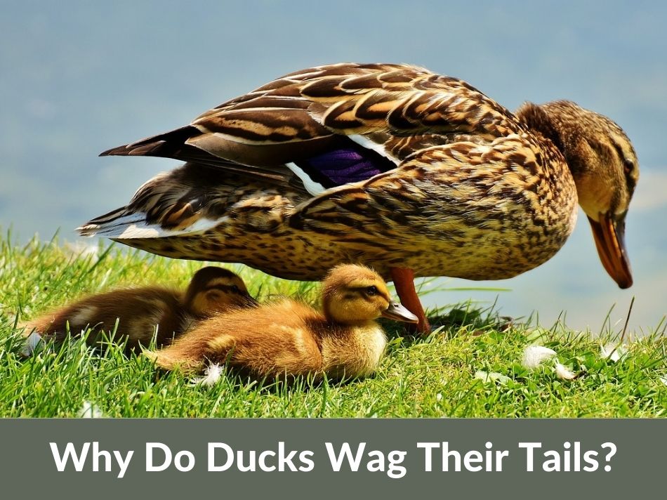 Why Do Ducks Wag Their Tails?