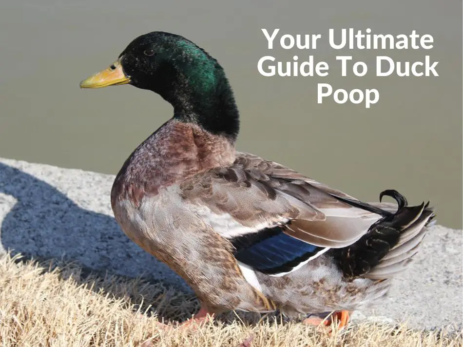Your Ultimate Guide To Duck Poop