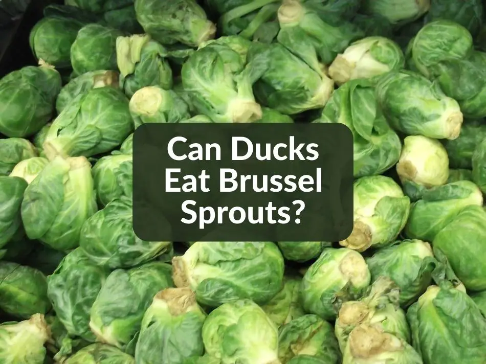 Can Ducks Eat Brussel Sprouts?