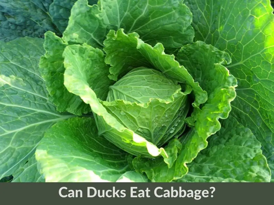 Can Ducks Eat Cabbage?