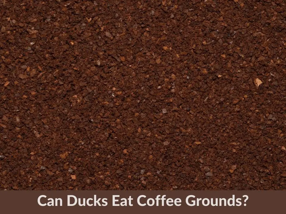 Can Ducks Eat Coffee Grounds?