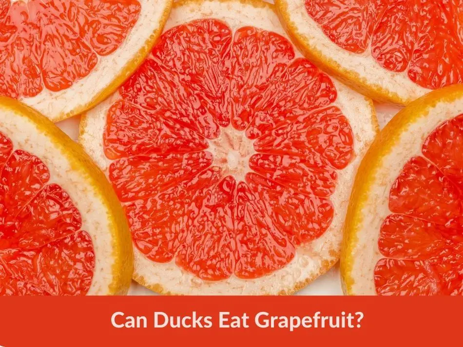 Can Ducks Eat Grapefruit?