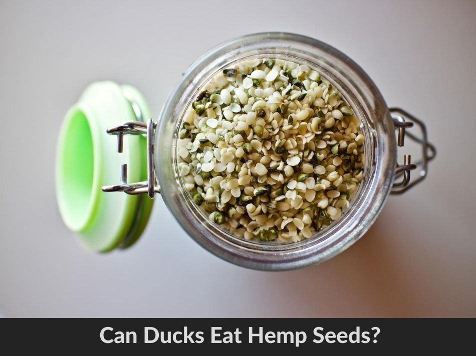 Can Ducks Eat Hemp Seeds?