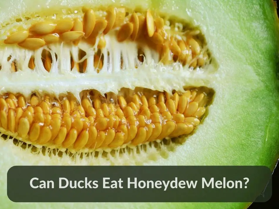 Can Ducks Eat Honeydew Melon?