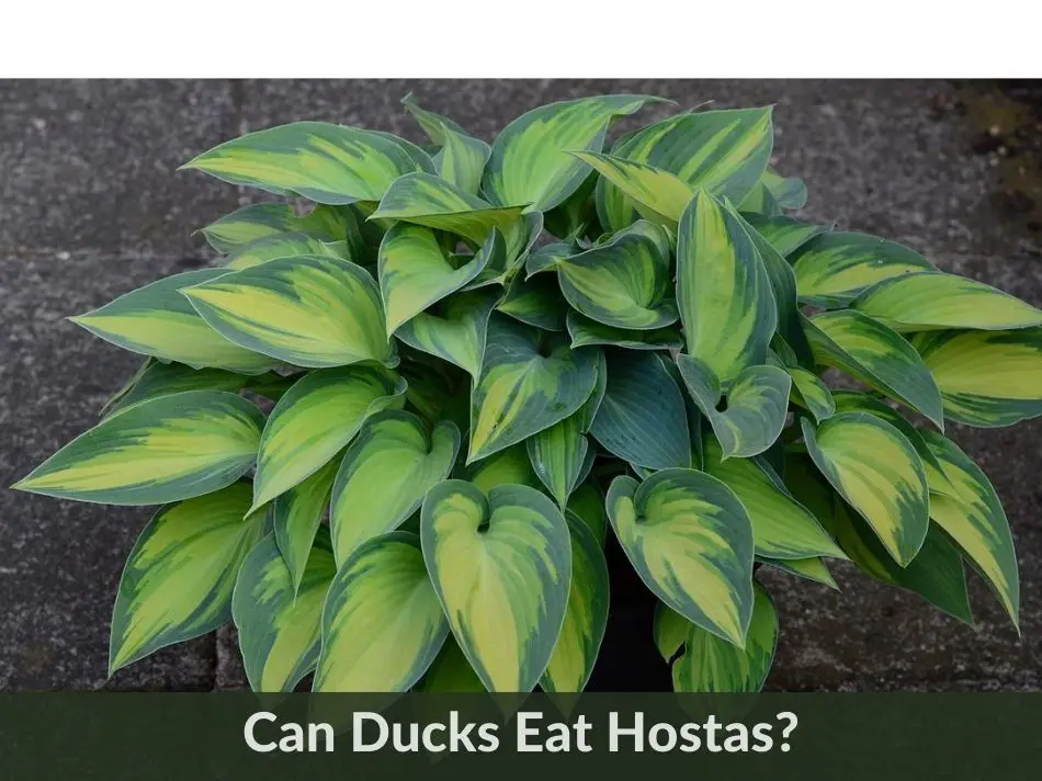 Can Ducks Eat Hostas?