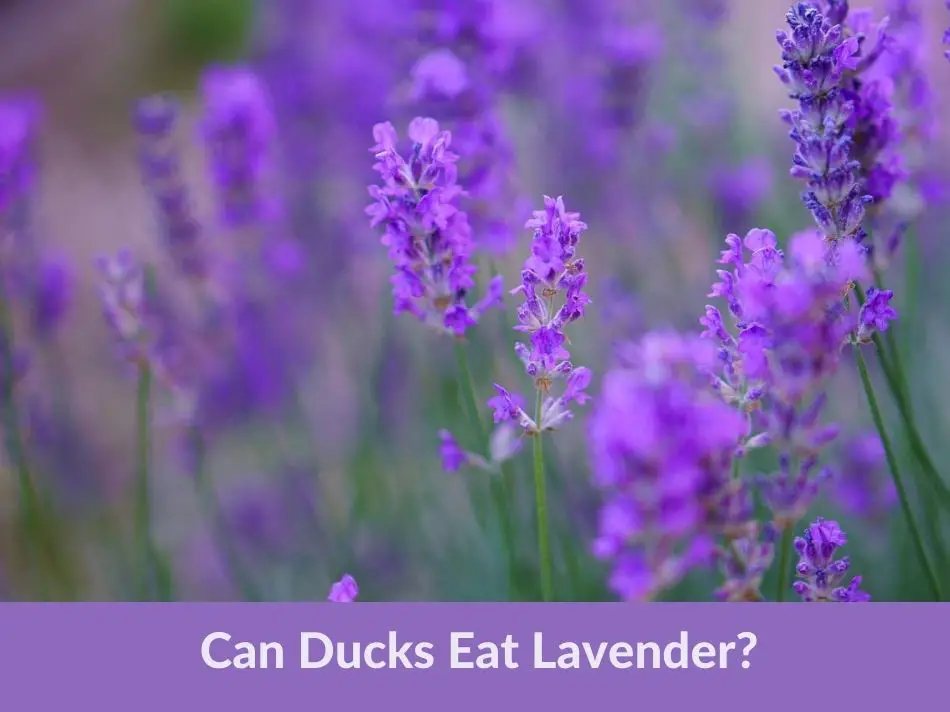 Can Ducks Eat Lavender?