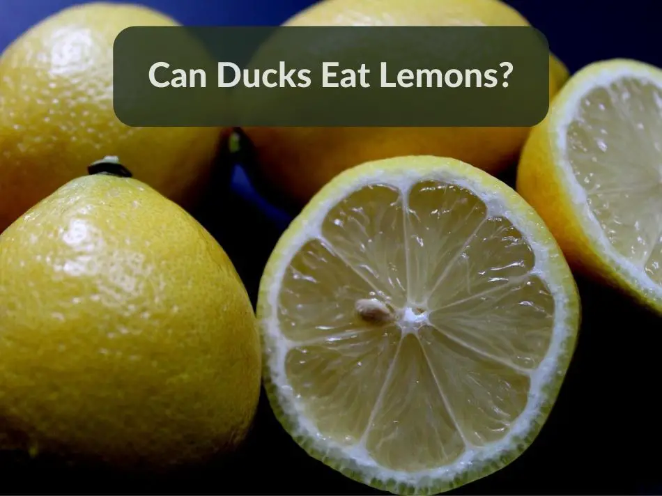 Can Ducks Eat Lemons?