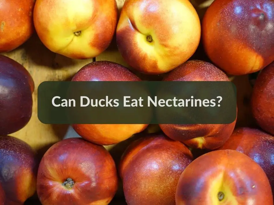 Can Ducks Eat Nectarines?