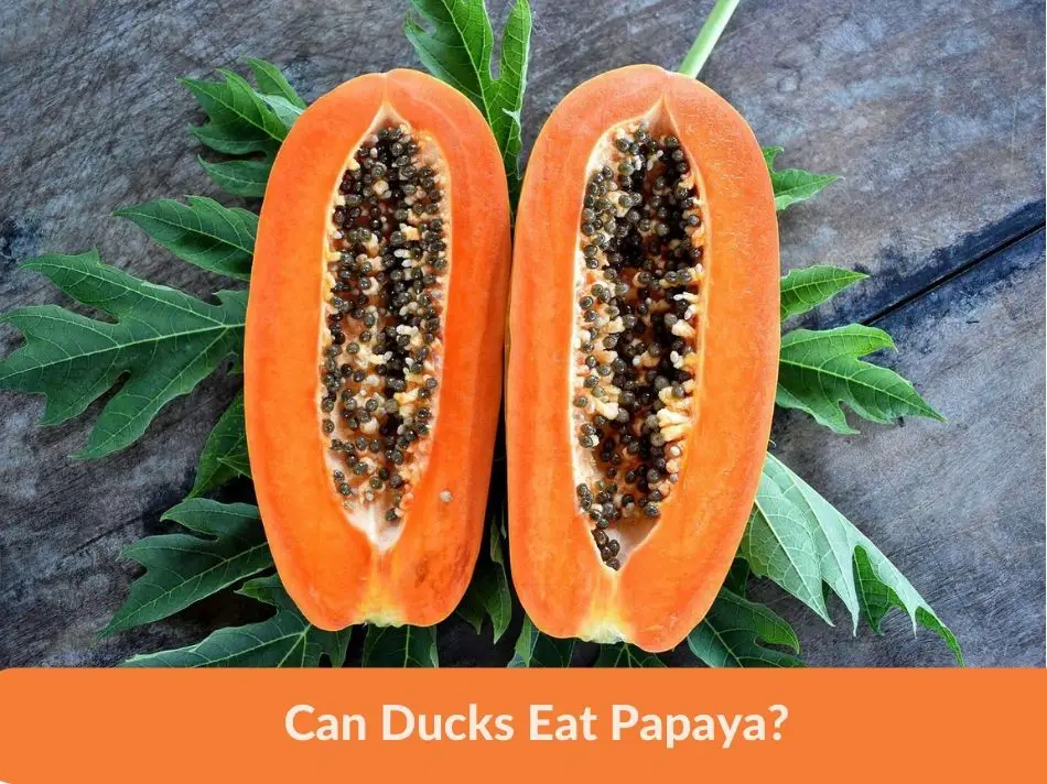 Can Ducks Eat Papaya?