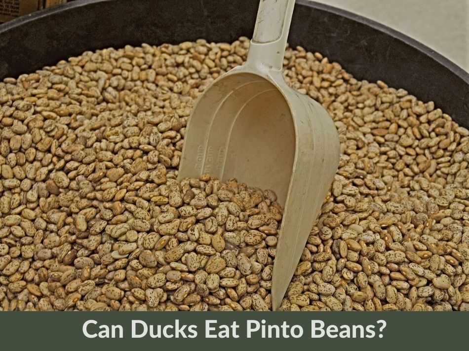 Can Ducks Eat Pinto Beans?