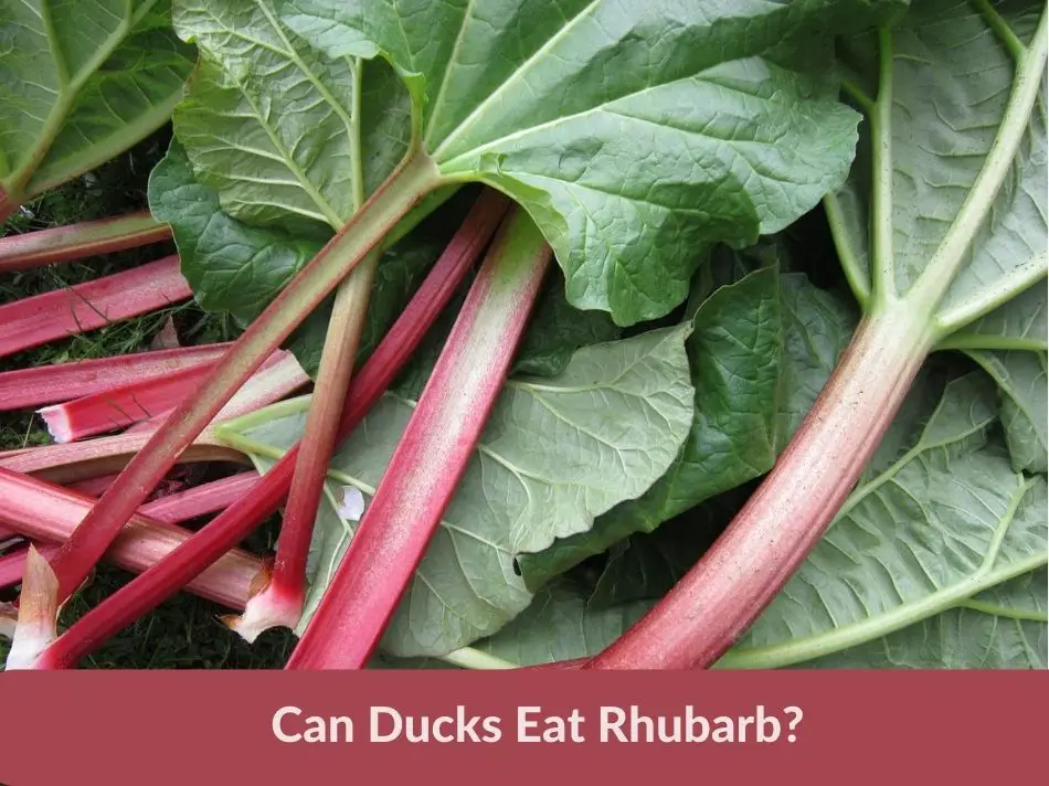 Can Ducks Eat Rhubarb?