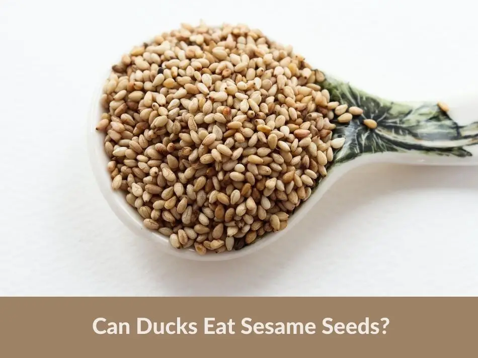 Can Ducks Eat Sesame Seeds?
