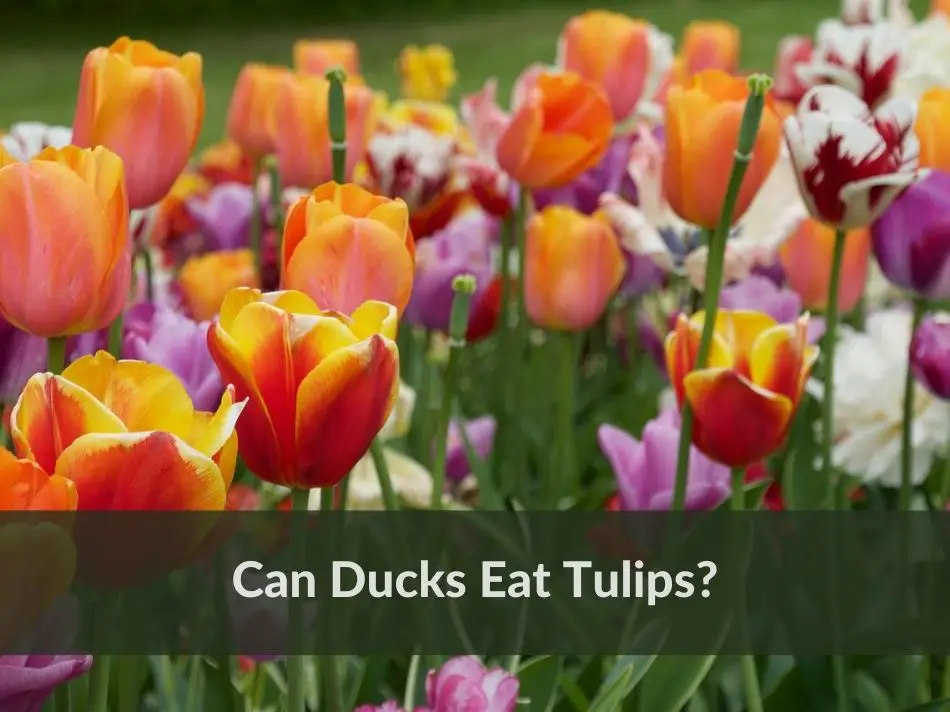 Can Ducks Eat Tulips?