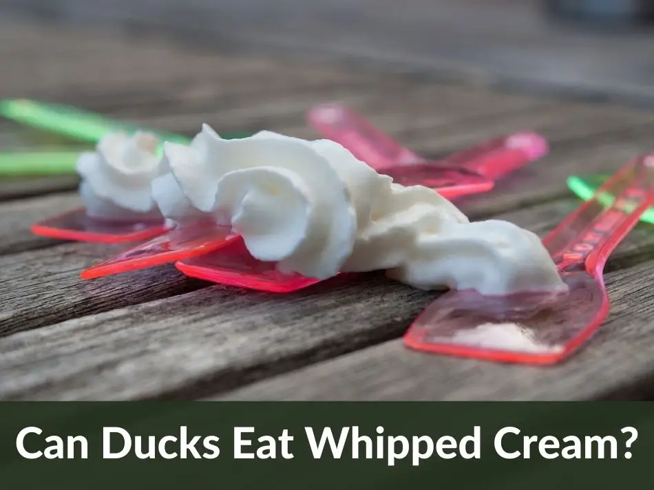 Can Ducks Eat Whipped Cream?