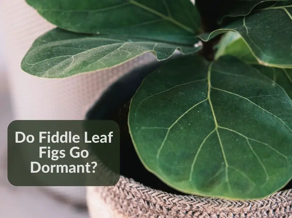 Do Fiddle Leaf Figs Go Dormant?