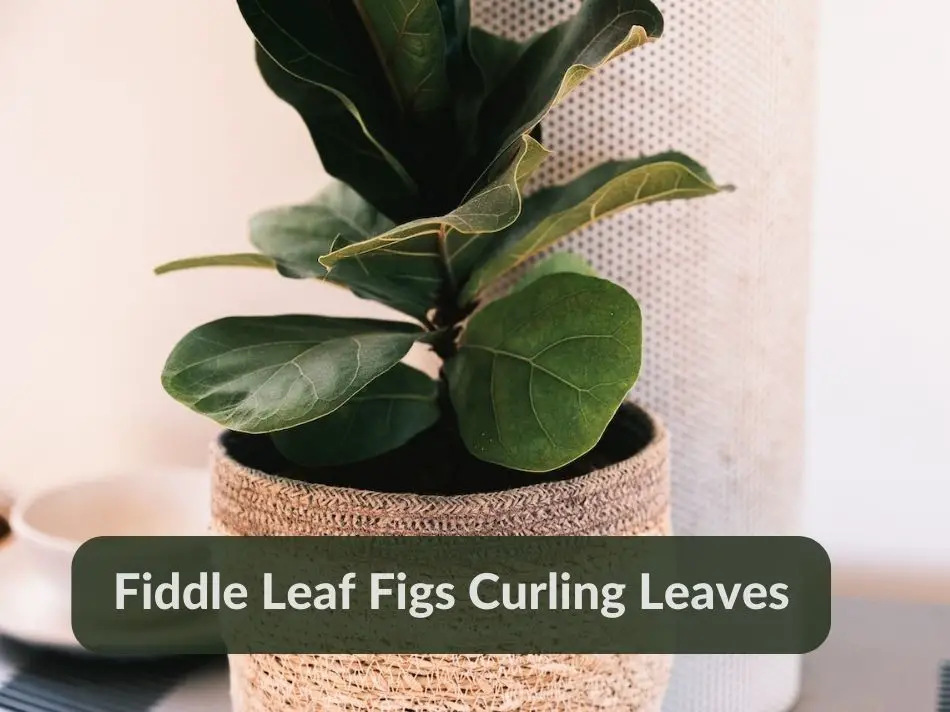 Fiddle Leaf Fig Curling Leaves
