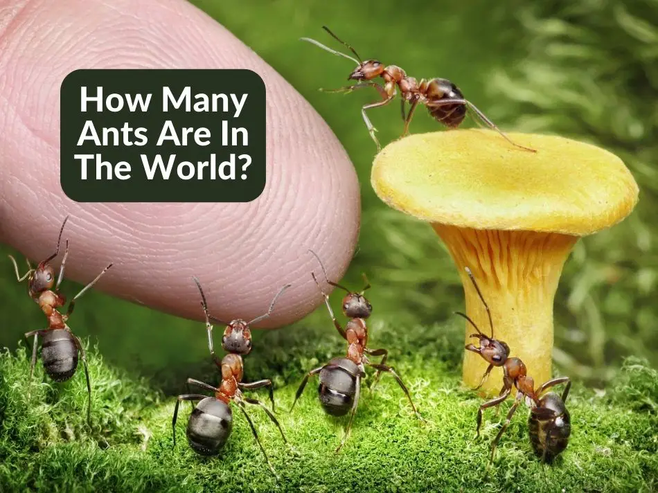 How Many Ants Are In The World?
