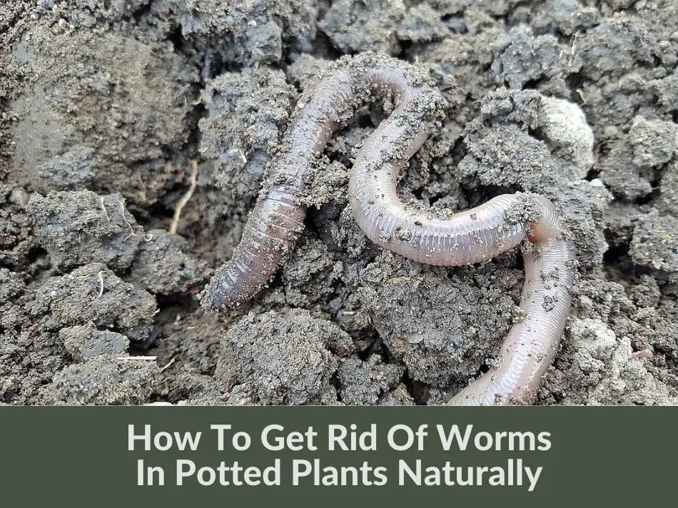 How To Get Rid Of Worms In Potted Plants Naturally