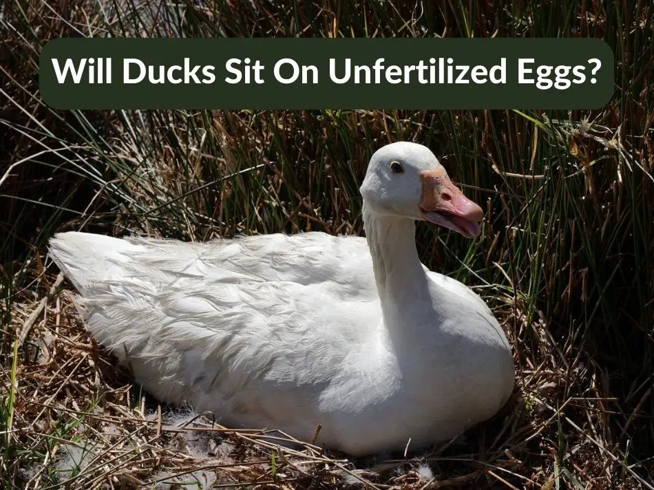 Will Ducks Sit On Unfertilized Eggs?