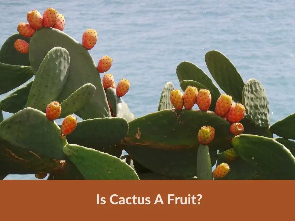 Is Cactus A Fruit?