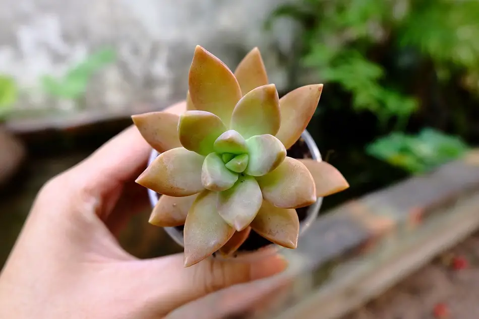 Small Succulent In Hand