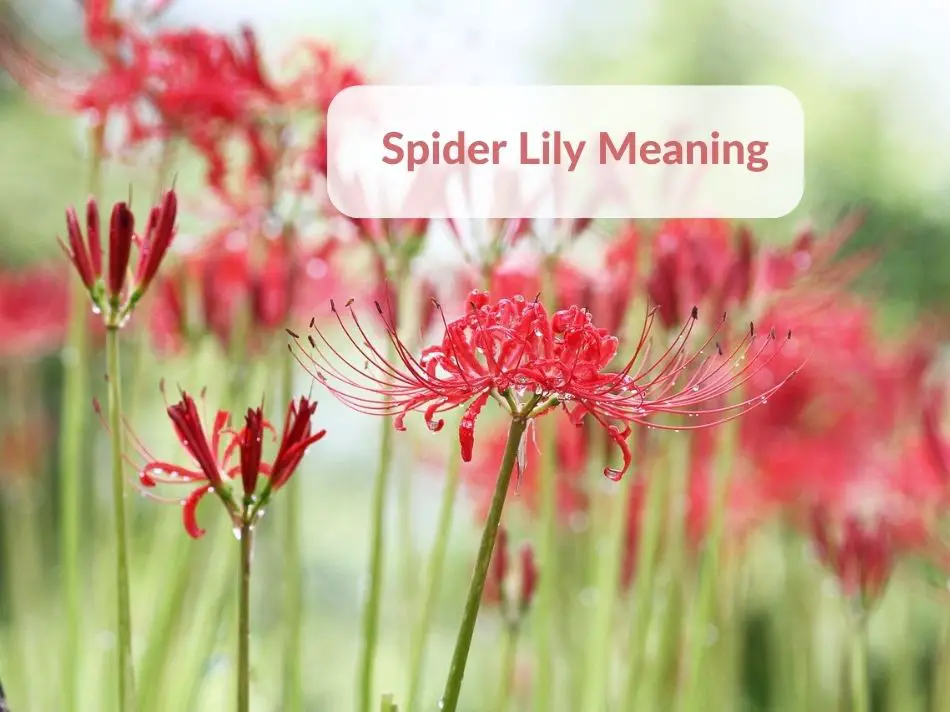 Spider Lily Meaning