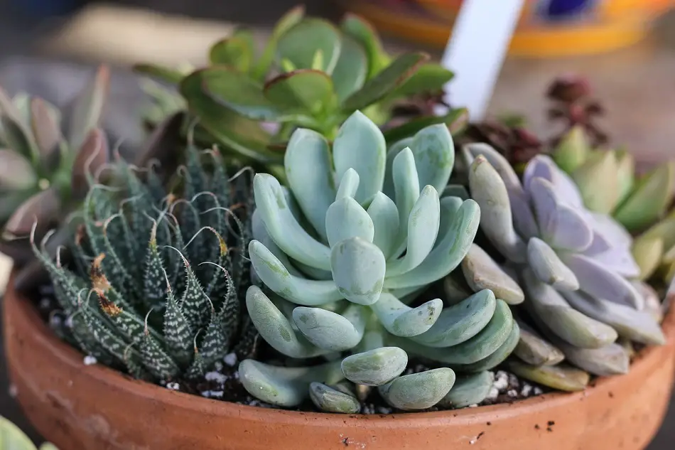Succulents In A Bowl