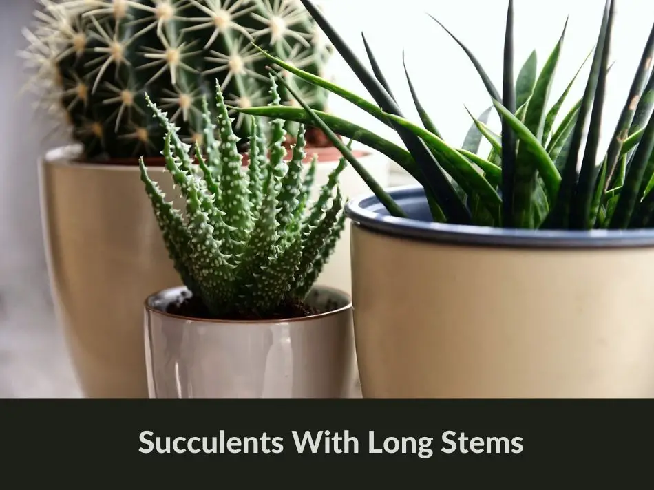 Succulents With Long Stems