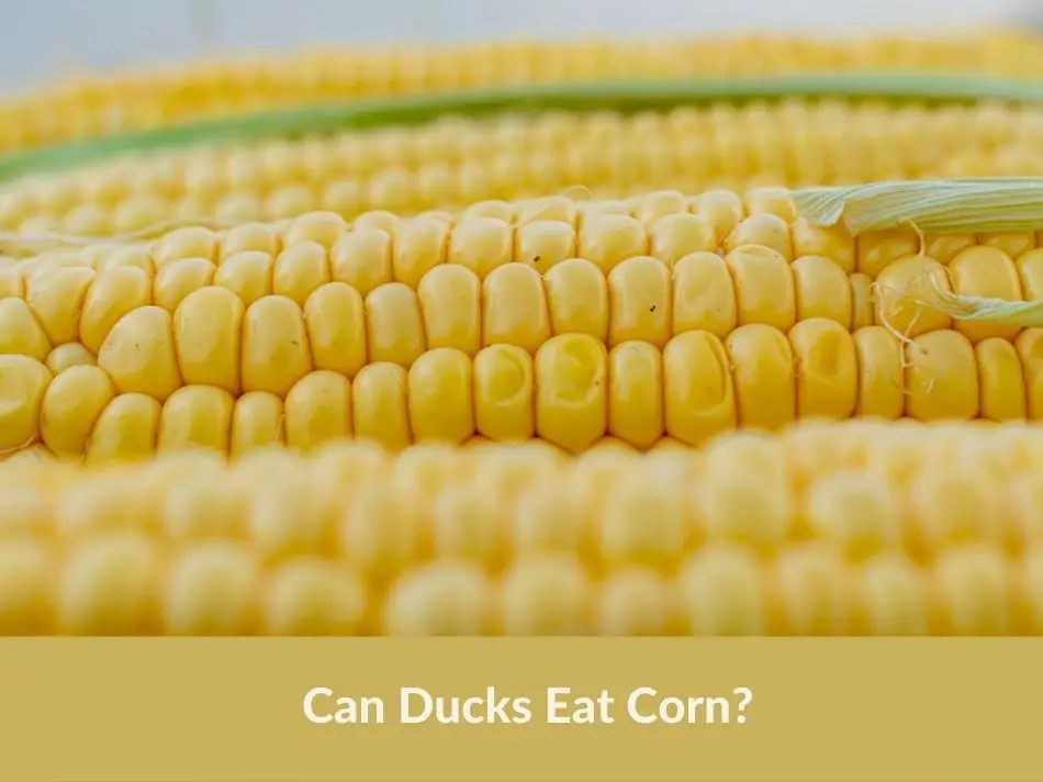 Can Ducks Eat Corn?