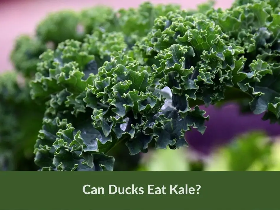 Can Ducks Eat Kale?