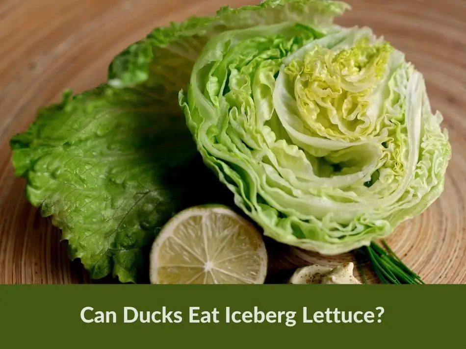 Can Ducks Eat Iceberg Lettuce?