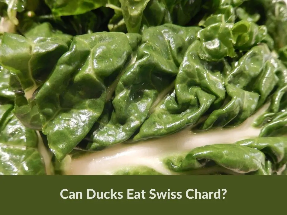 Can Duck Eat Swish Shard?