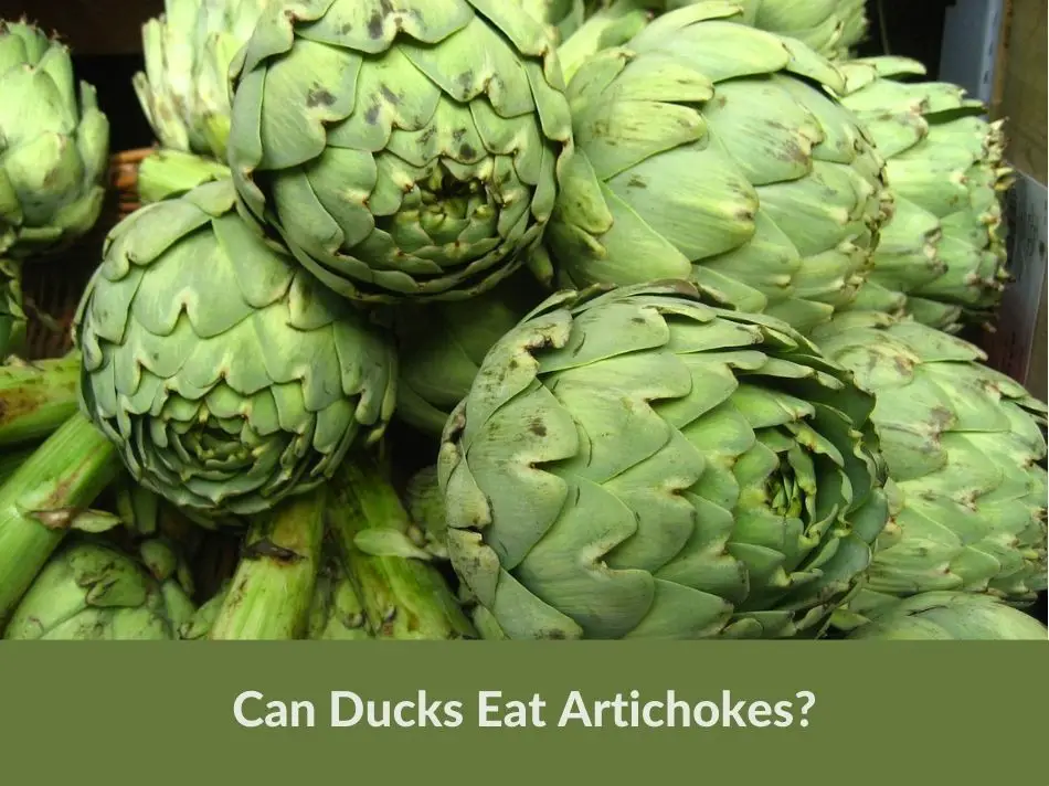 Can Ducks Eat Artichokes?