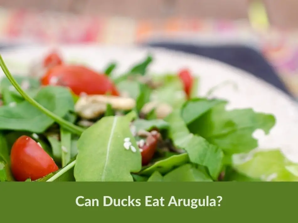 Can Ducks Eat Arugula?