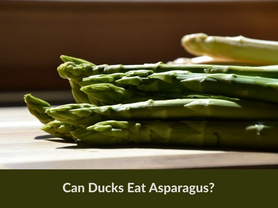 Can Ducks Eat Asparagus?
