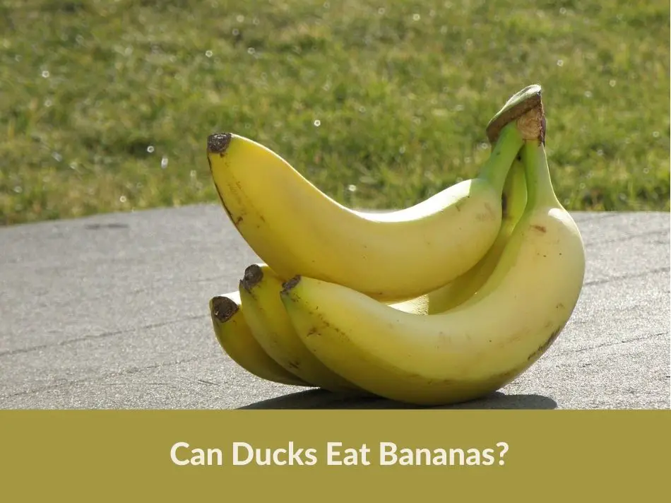 Can Ducks Eat Bananas?