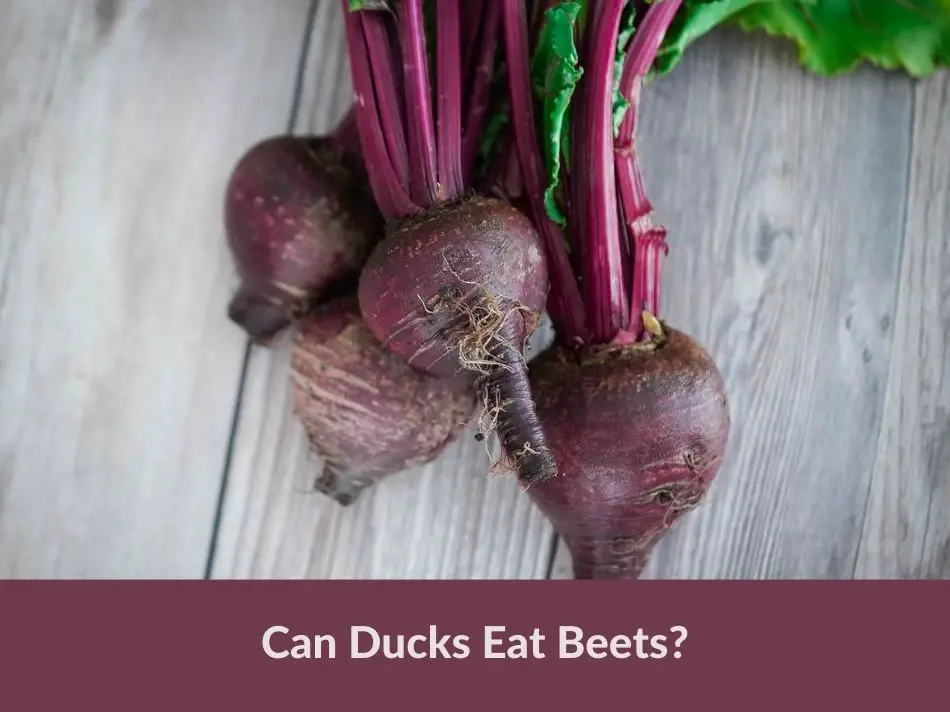 Can Ducks Eat Beets?