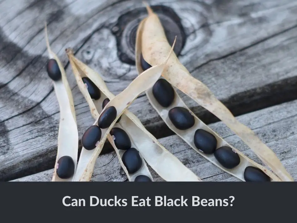 Can Ducks Eat Black Beans?